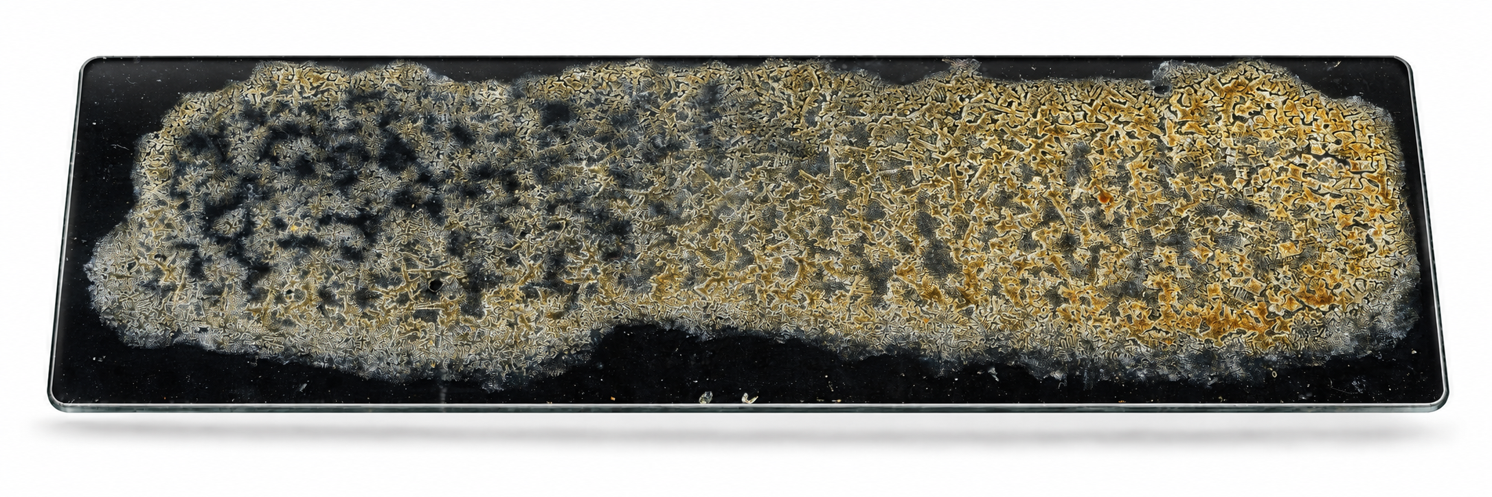 A spatial presentation render of the Soya microscopic artwork on a long glass slide.